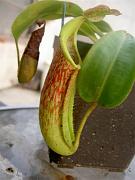 Nepenthes x allardi